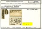 Karteikarte zum Syntyp von Nodosaria substrigata Stache, 1864